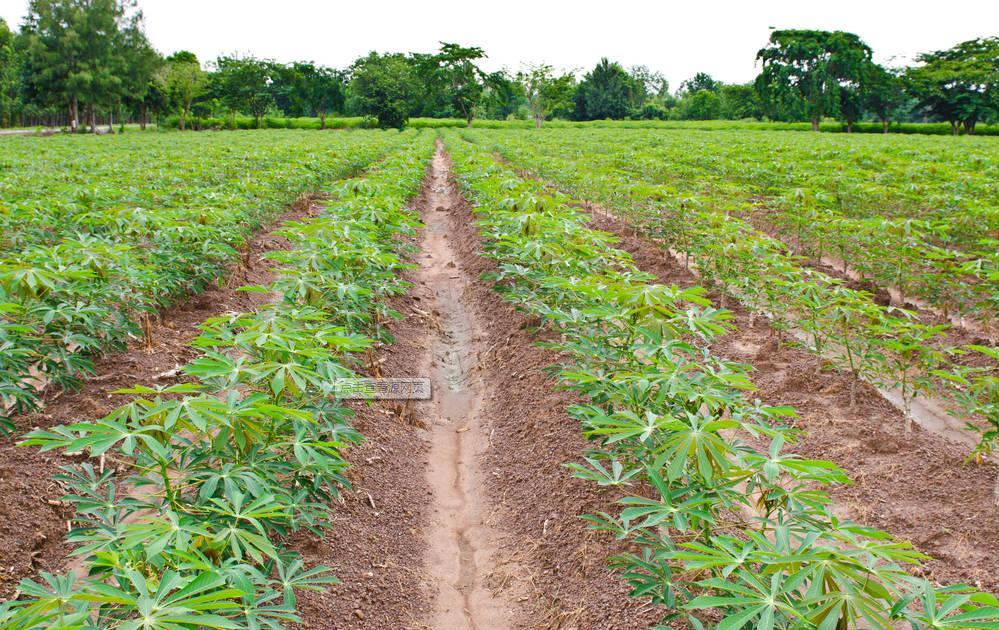 Automatic cassava planter