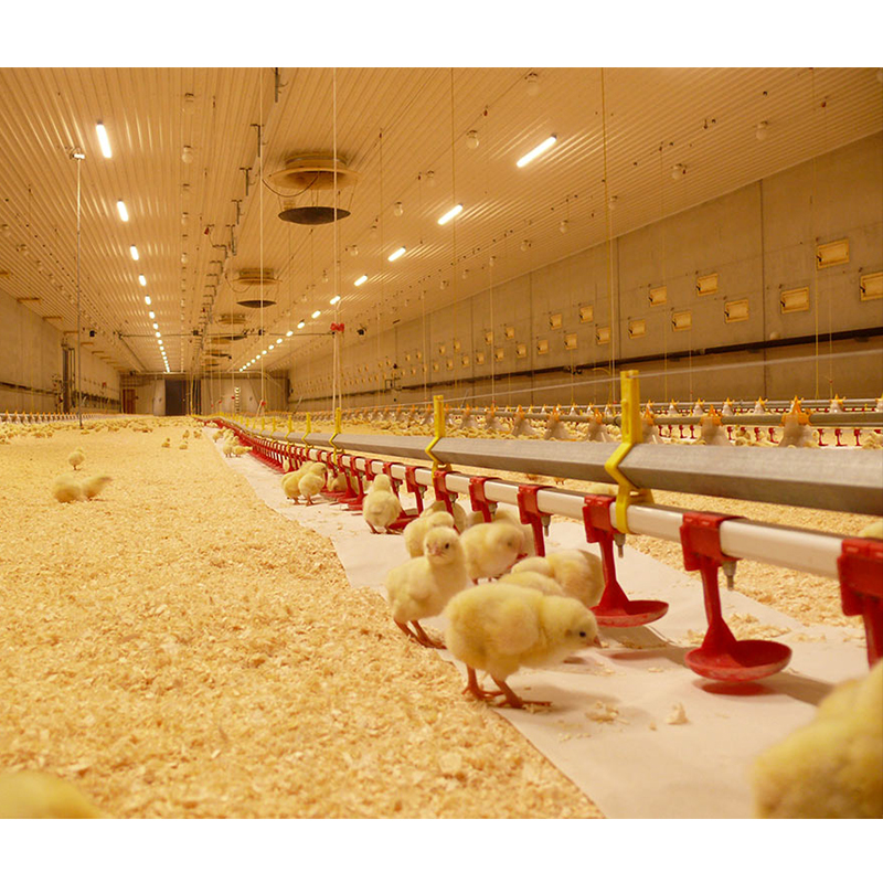 Automatic Pan Feeding & Nipple Drinking  & Ventilation and Cooling System for Poultry Farm