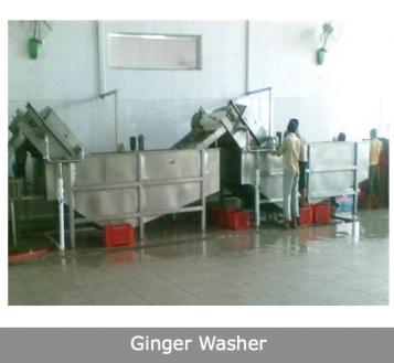 Ginger washing peeling and sorting