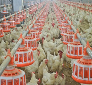 Automatic Pan Feeding and Nipple Drinking  and Ventilation and Cooling System for Poultry Farm