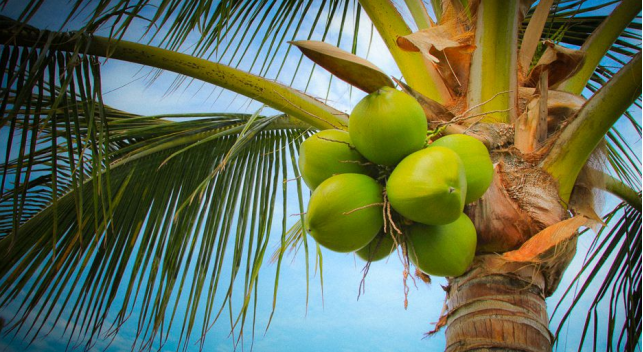 Idea on Coconut Based Business Models